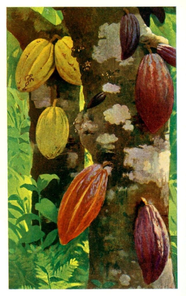 Cacao_pods_-_Project_Gutenberg_eText_16035
